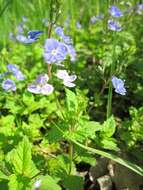 Image of bird's-eye speedwell