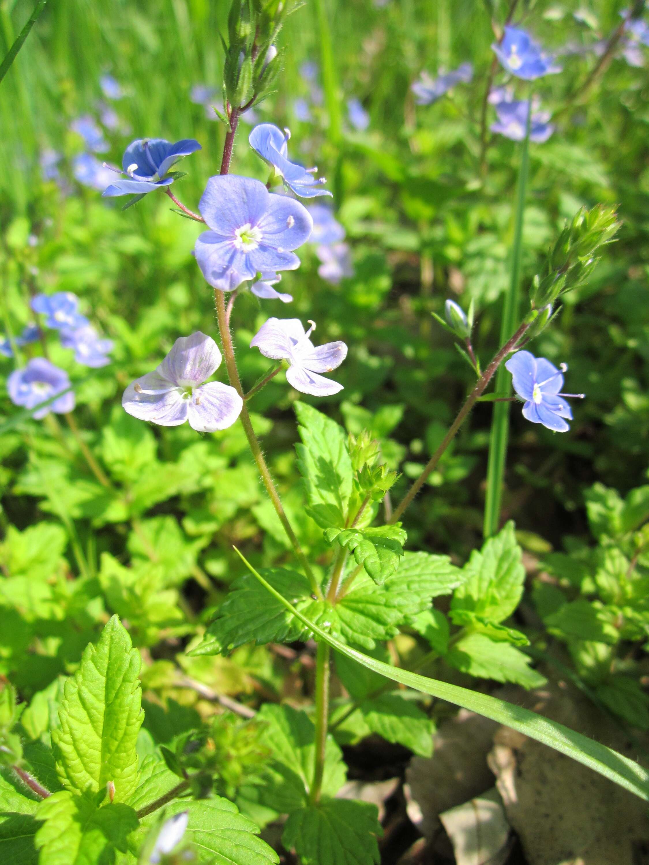 Image of bird's-eye speedwell