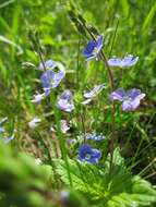 Image of bird's-eye speedwell