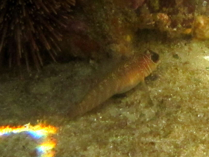 Image of Spectacled triplefin