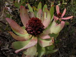 Image of spicy conebush