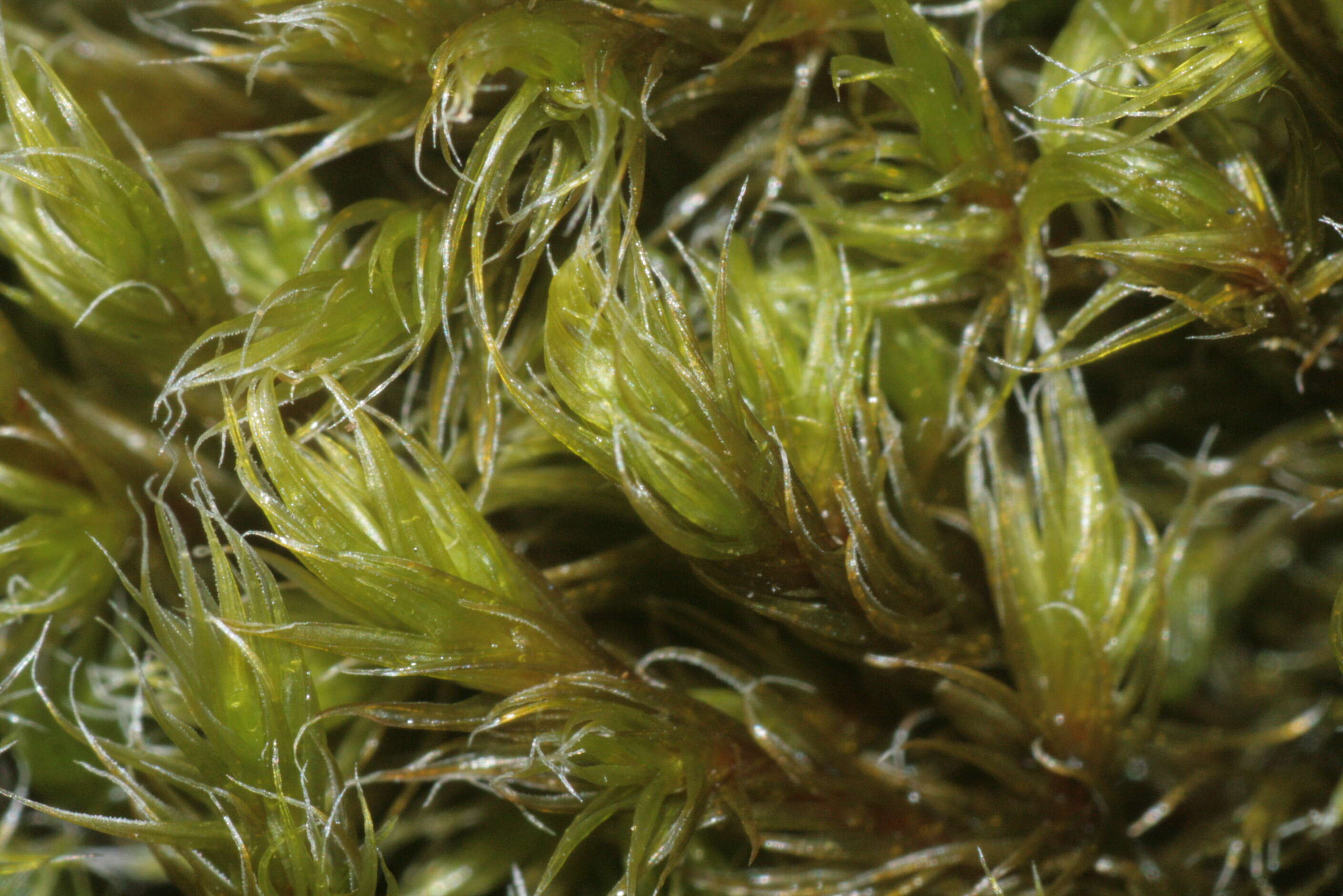 Image of racomitrium moss