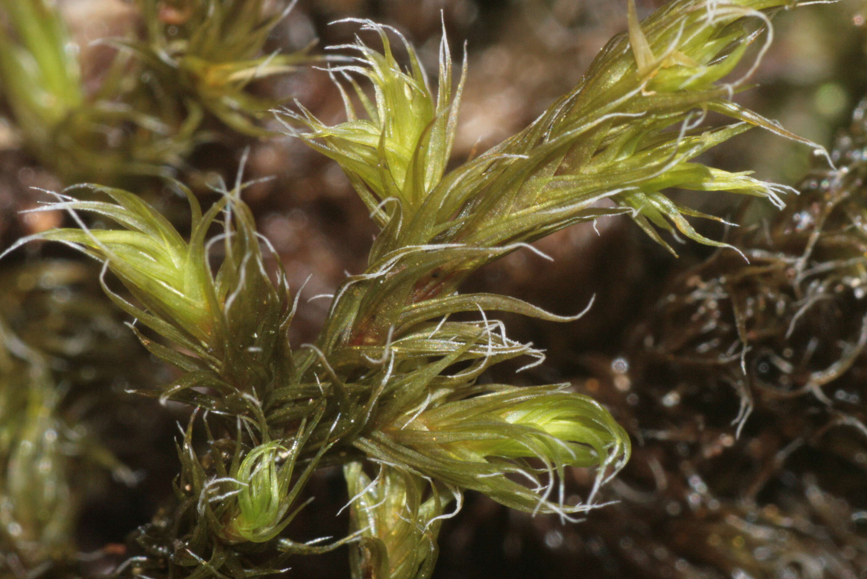 Image of racomitrium moss