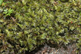 Image of racomitrium moss