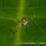 Image of Theridion zonulatum Thorell 1890