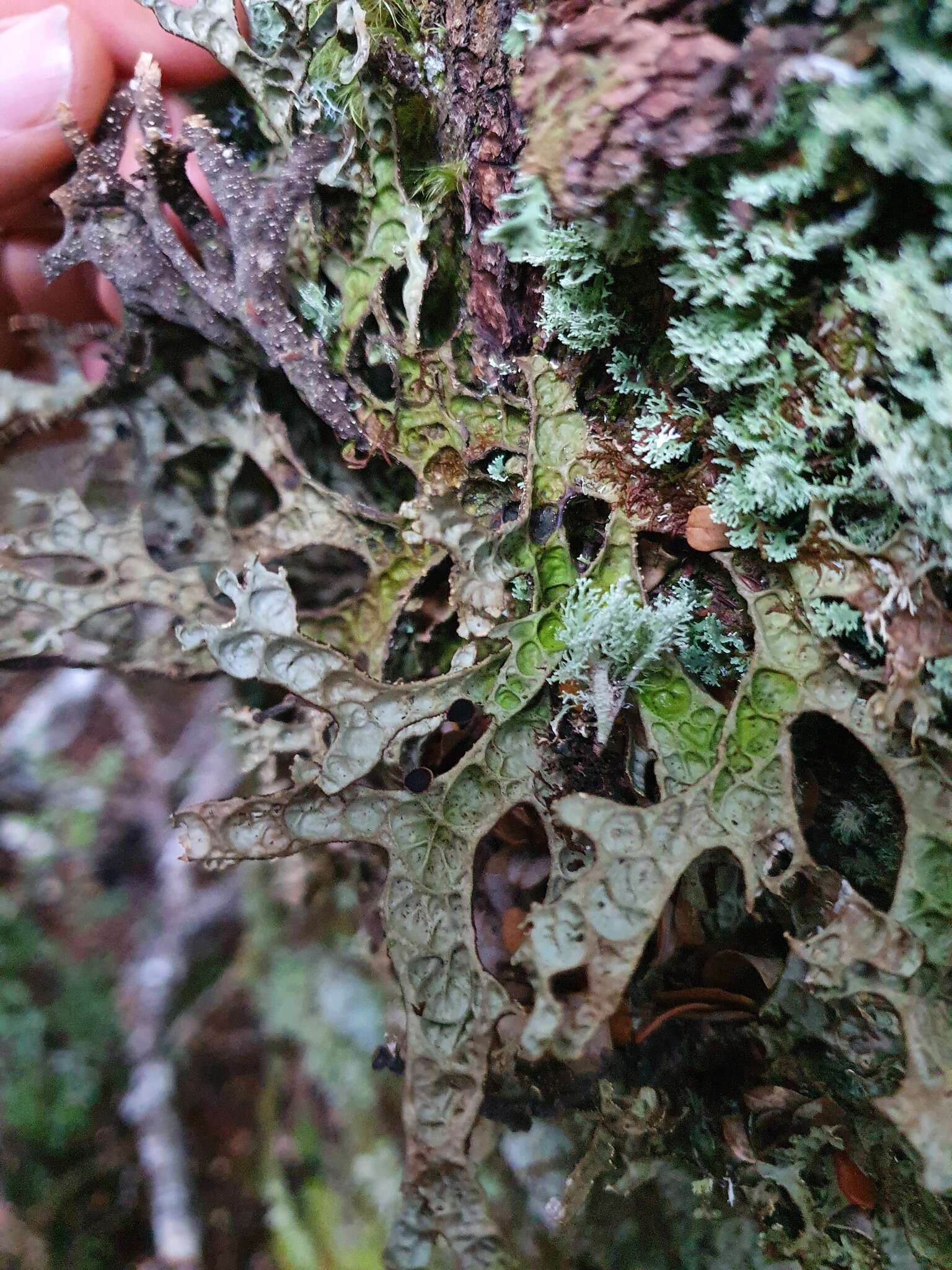 Image de Pseudocyphellaria billardierei (Delise) Räsänen