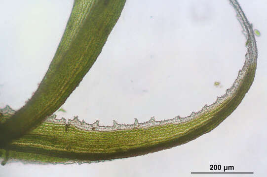 Image de Racomitrium lanuginosum Bridel 1819