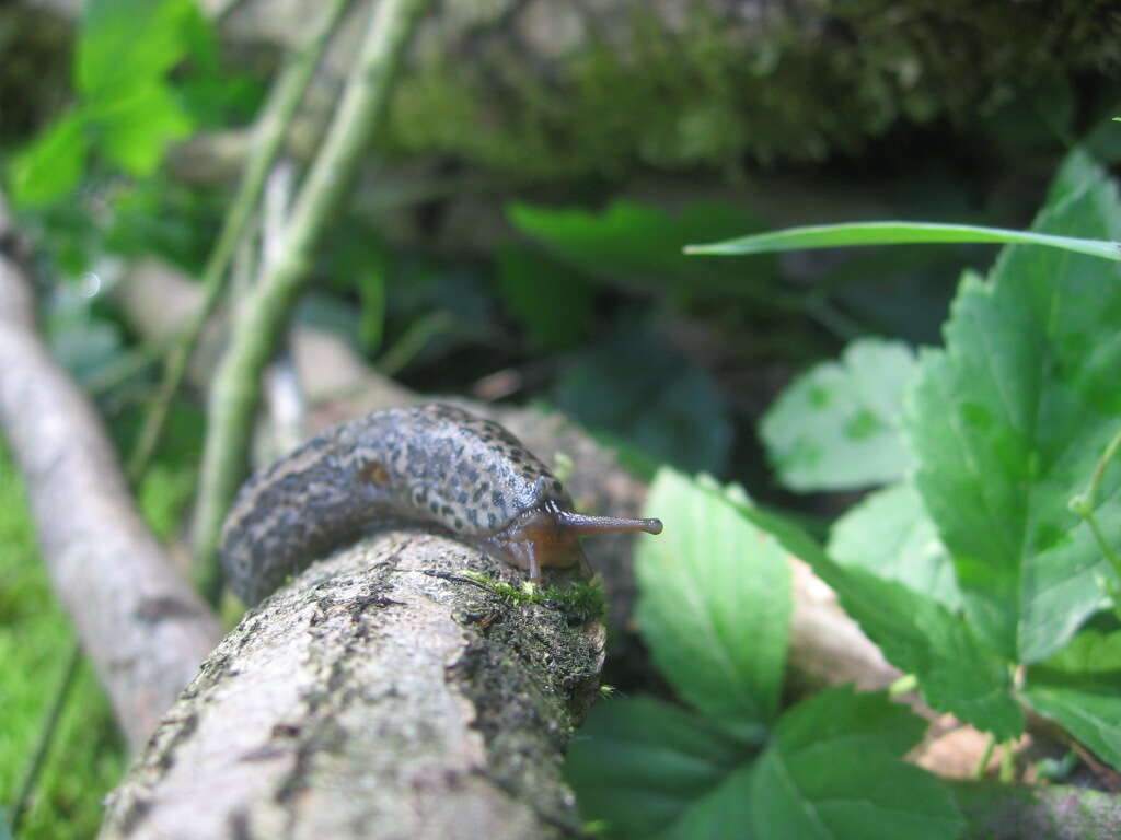 Image of Limax Linnaeus 1758