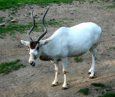 Image of Addax Laurillard 1841