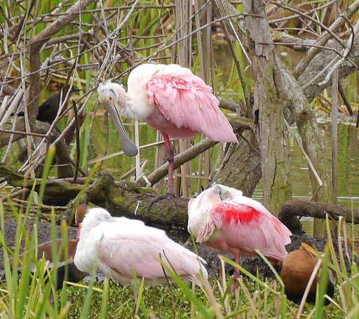 Image of Roseate Spoonbill