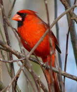 Image of Cardinalis Bonaparte 1838