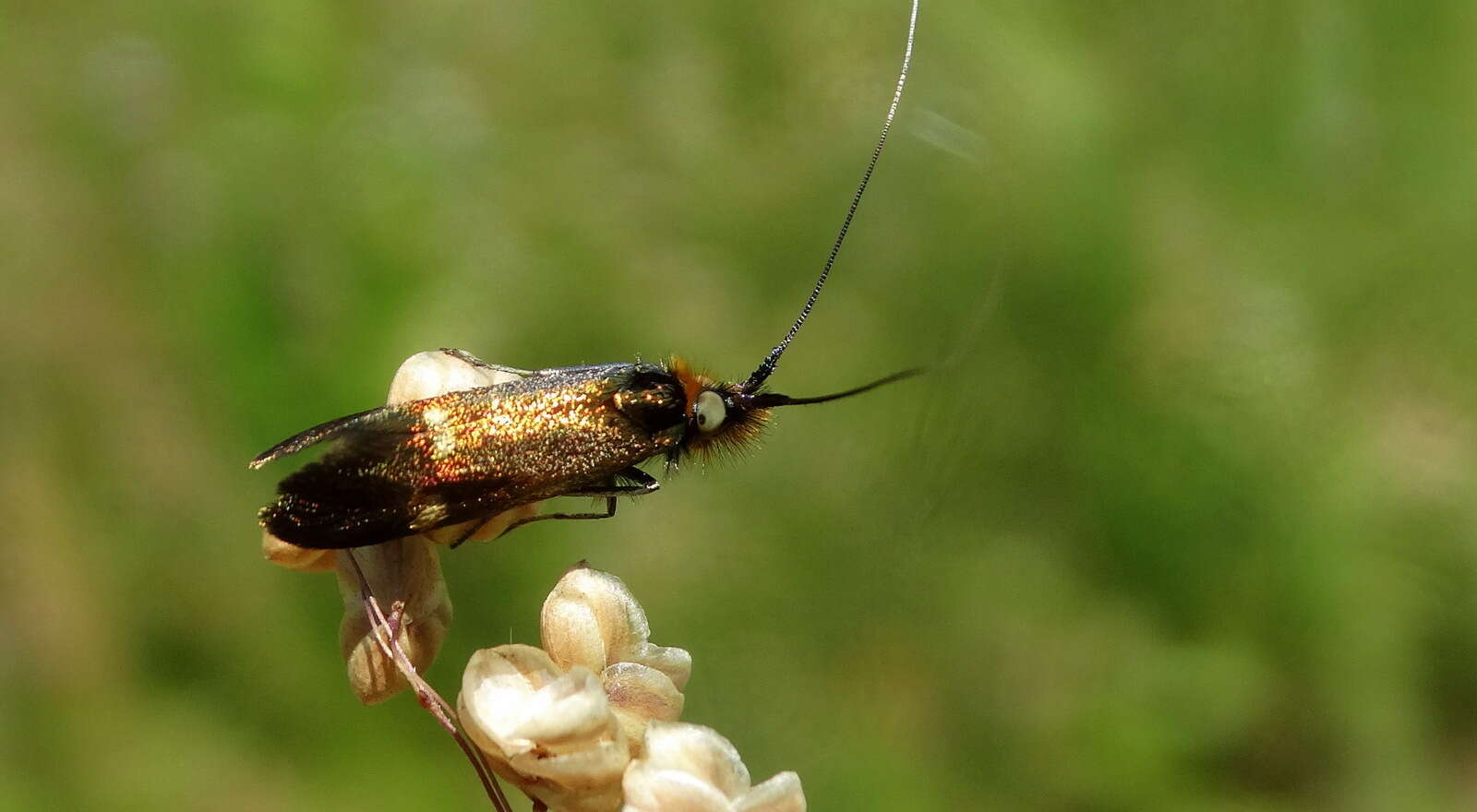 Image of Nemophora raddaella Hübner 1793