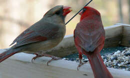 Image of Cardinalis Bonaparte 1838