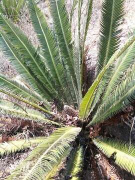 Image of Cycad