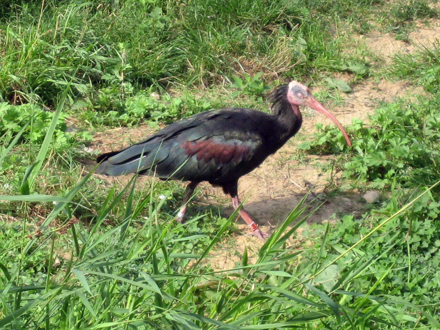 Image of Bald Ibis