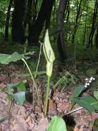 Imagem de Arum cylindraceum Gasp.