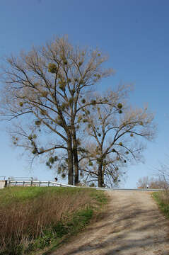 Image of European mistletoe