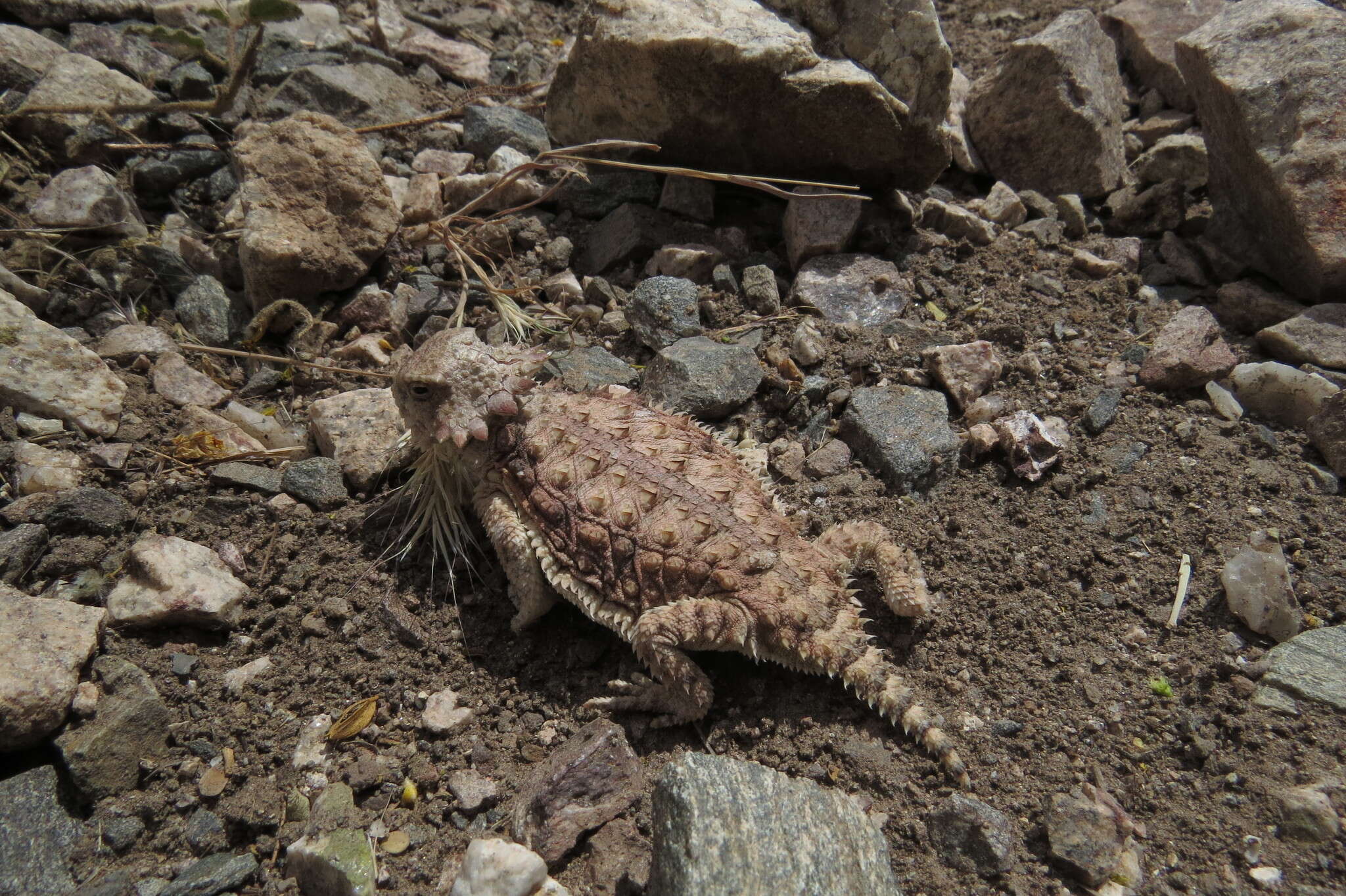 Image of Regal Horned Lizard