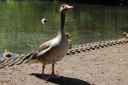 Image of Greylag Goose