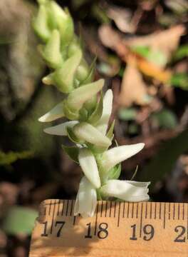 Image of Marsh lady's tresses