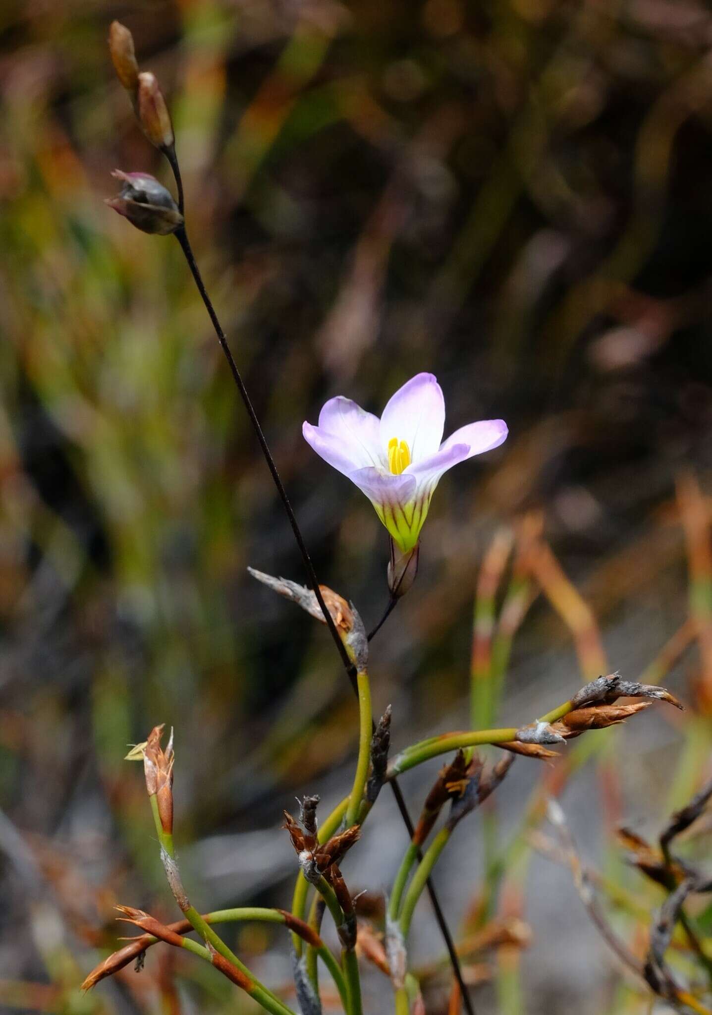 Image de Ixia saundersiana