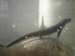 Image of Oriental Fire-bellied Newt