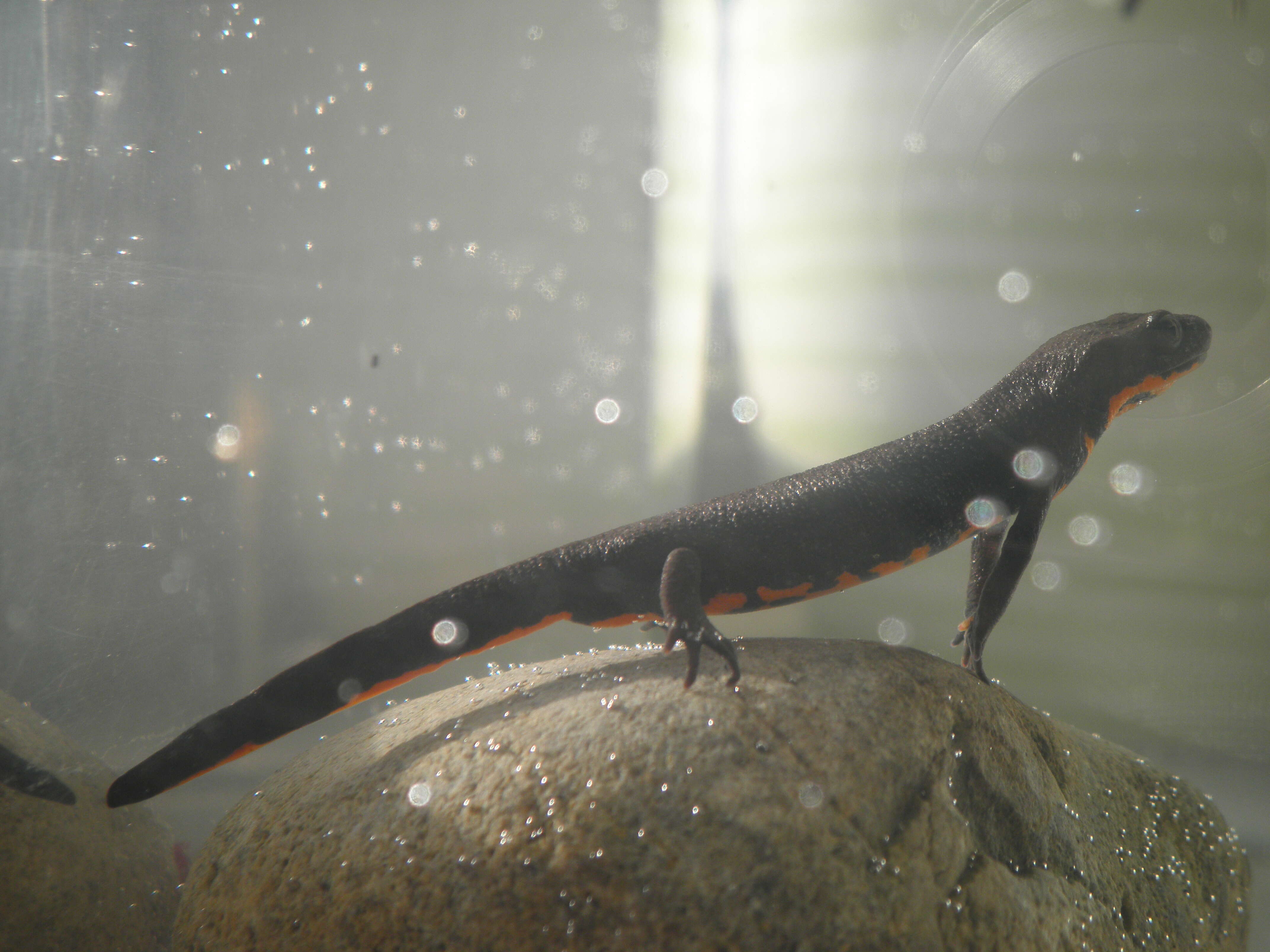 Image of Oriental Fire-bellied Newt