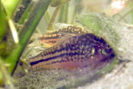 Corydoras elegans Steindachner 1876 resmi