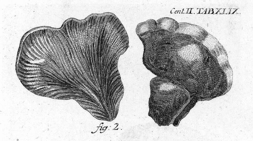 Image of Tapinella panuoides (Fr.) E.-J. Gilbert 1931