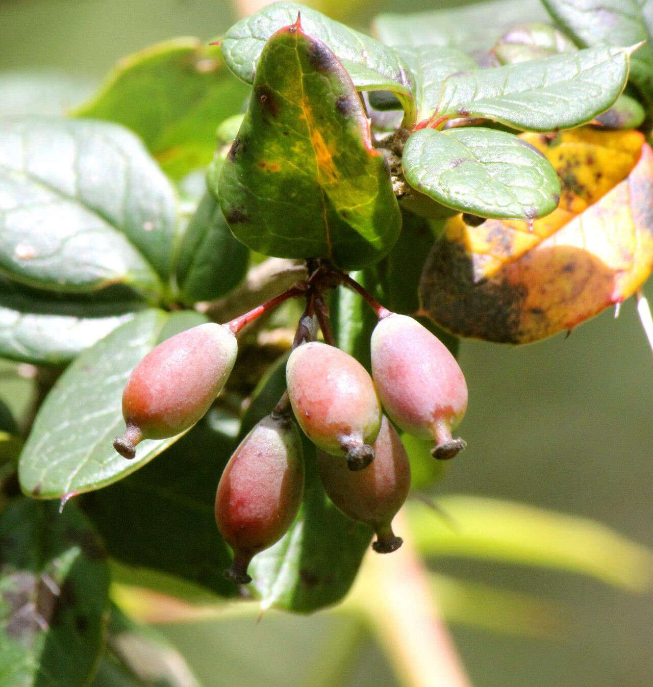 Image of Berberis aristata DC.