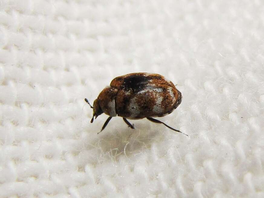 Image of Sacramento Anthicid Beetle