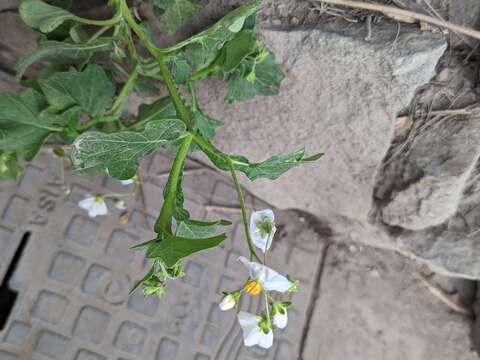 Image of Solanum montanum L.