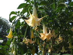 Image of Brugmansia aurea Lagerh.