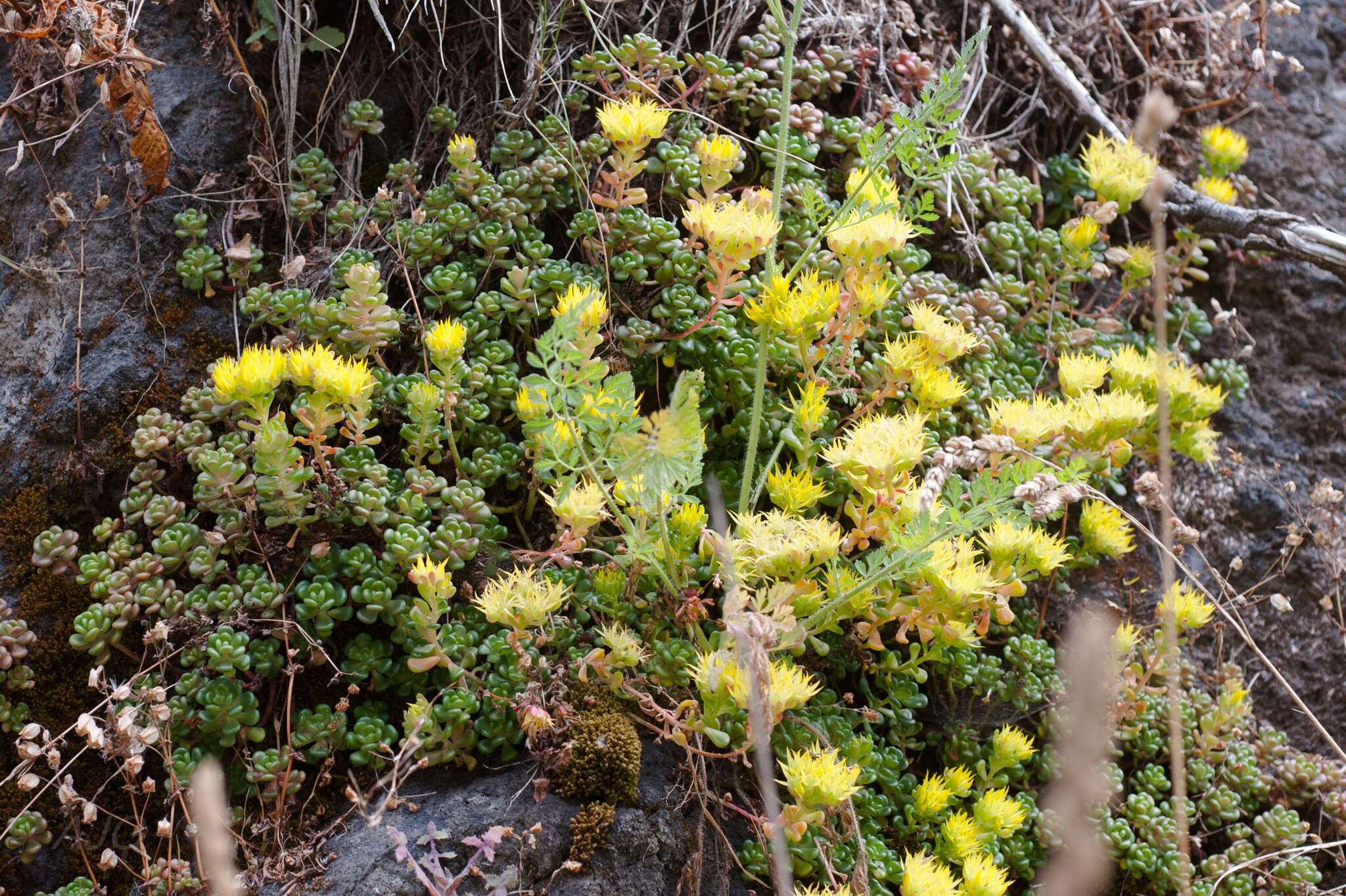 صورة Sedum oreganum Nutt. ex Torr. & Gray