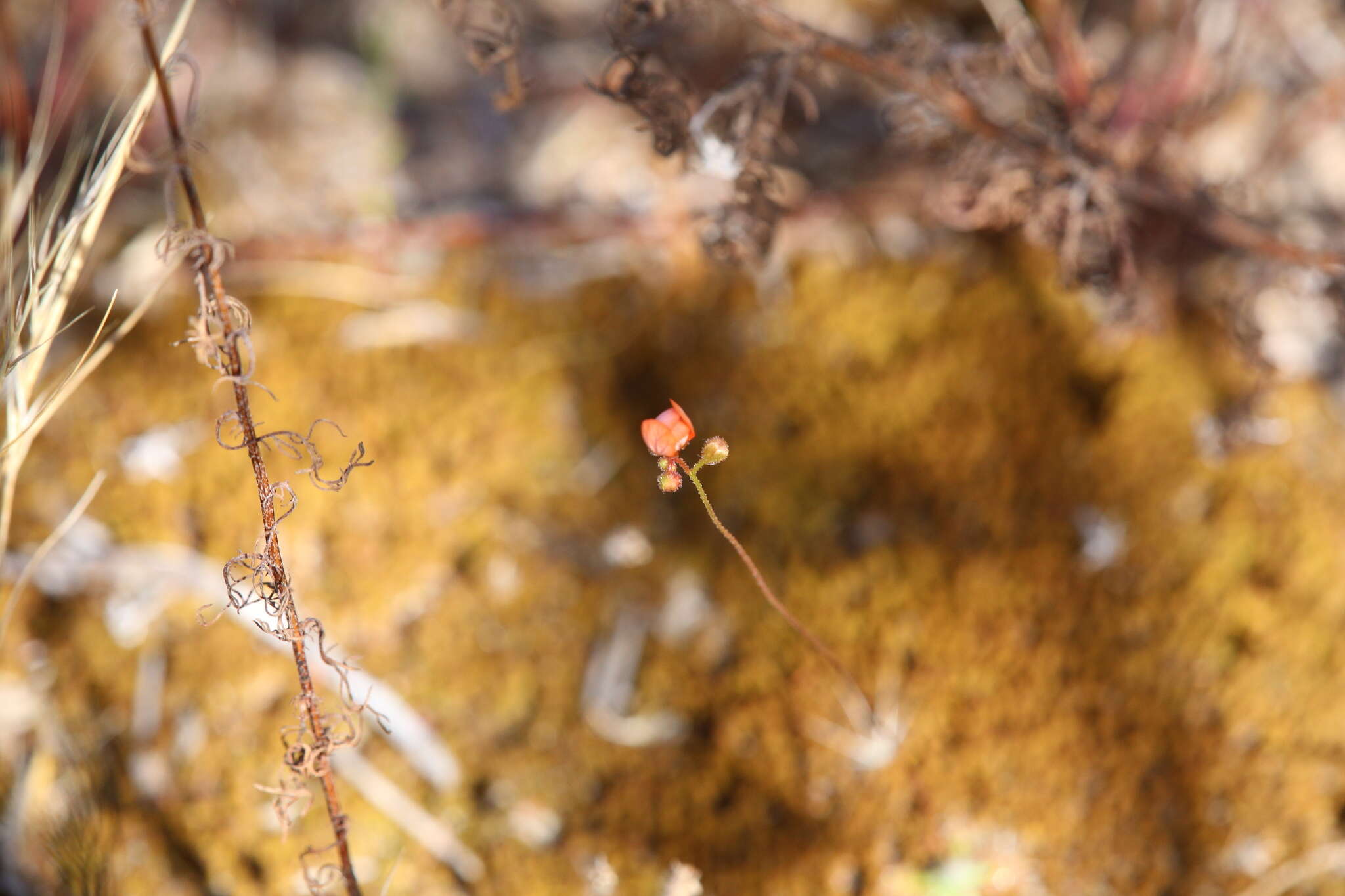 Image de Drosera echinoblastus N. Marchant & Lowrie