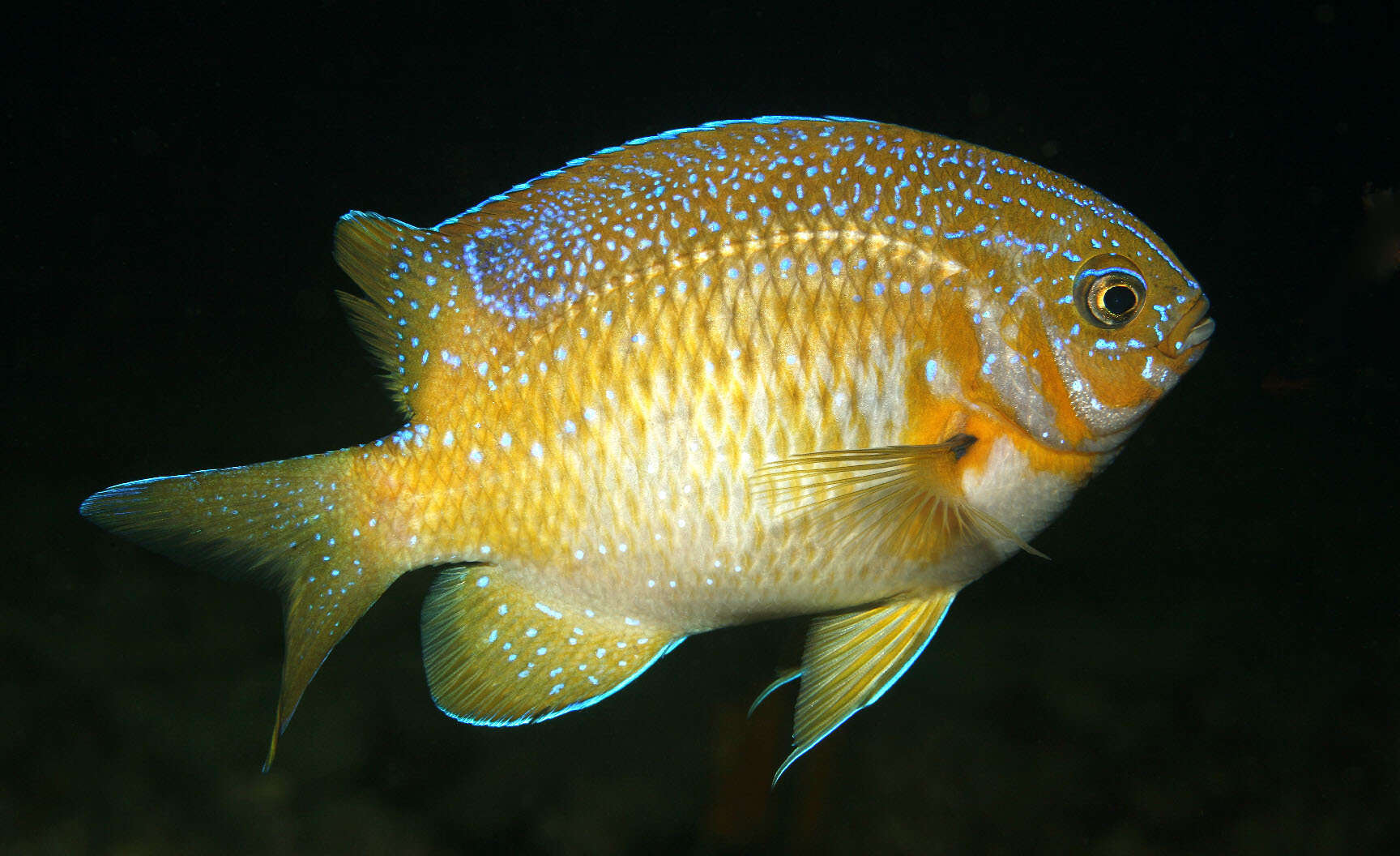 Image of Common scalyfin