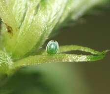 Image of Red Admiral