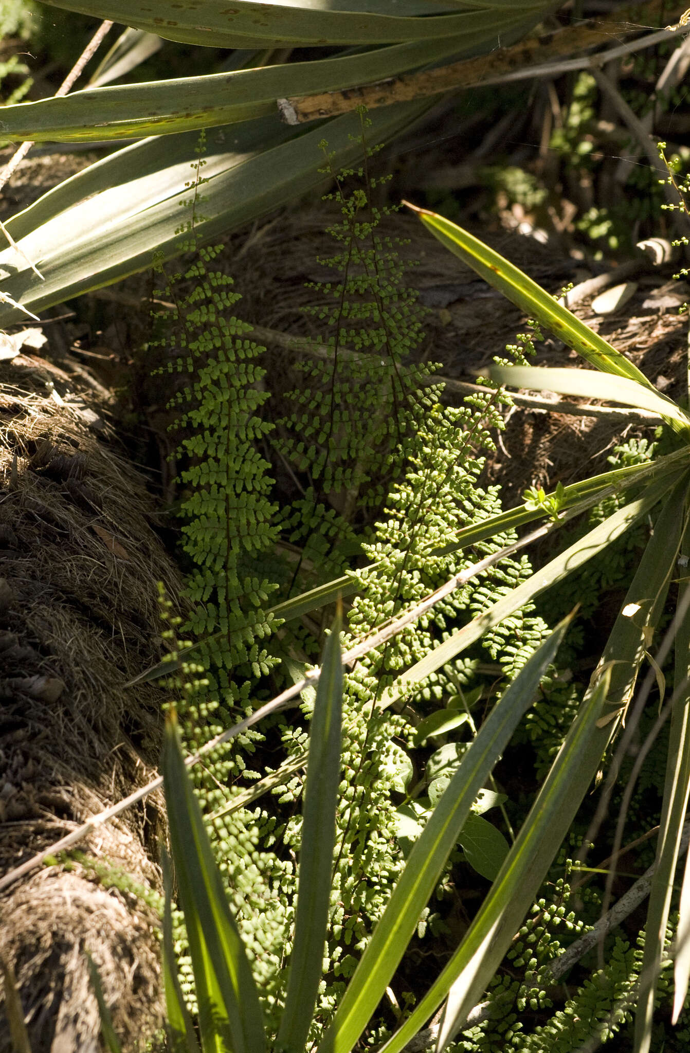 Image de Adiantopsis chlorophylla (Sw.) Fée