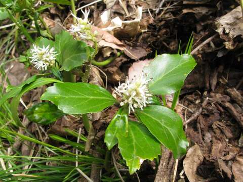 Image of Japanese pachysandra