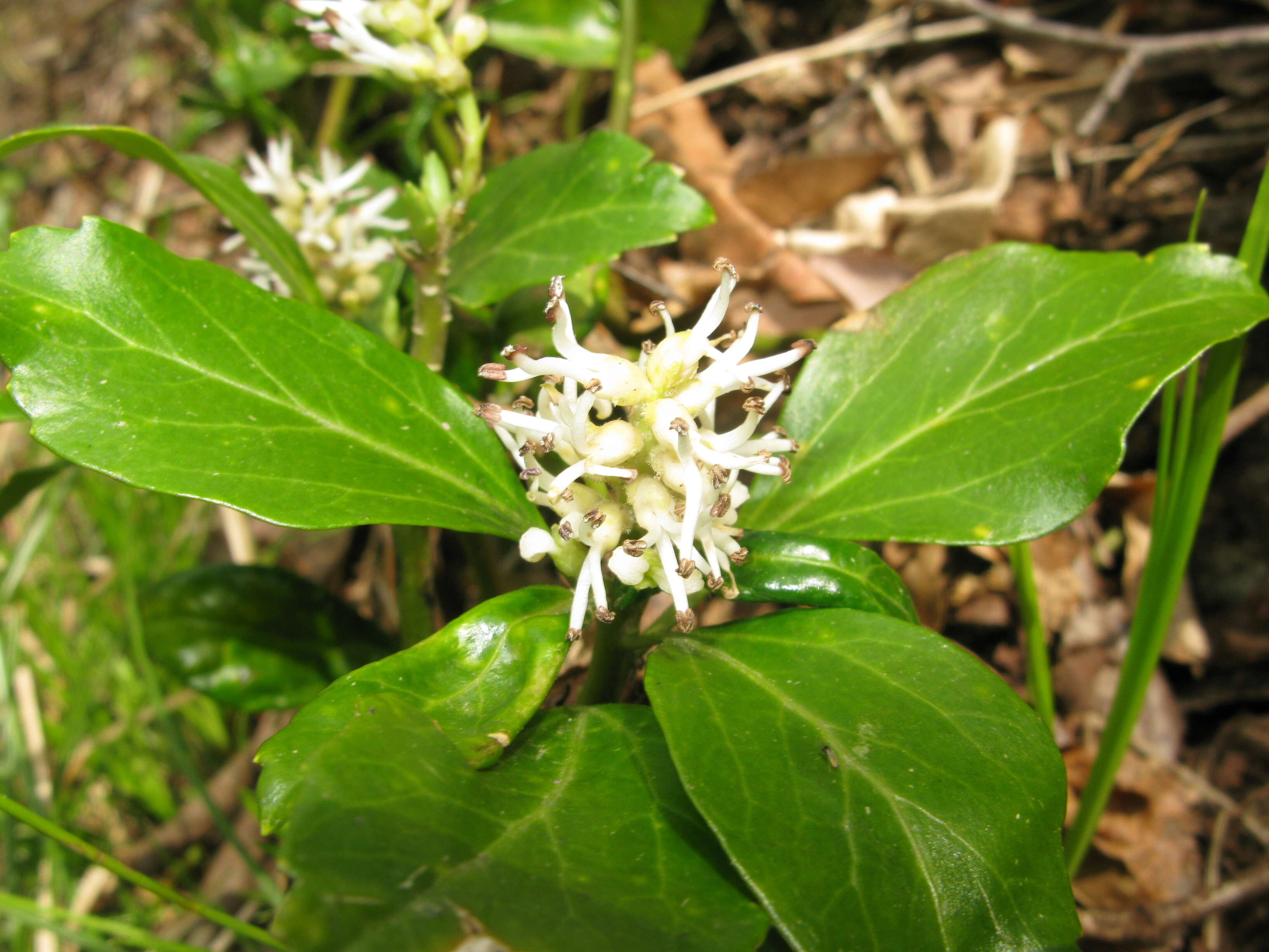 Image of Japanese pachysandra