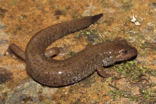 Image of Black mountain salamander