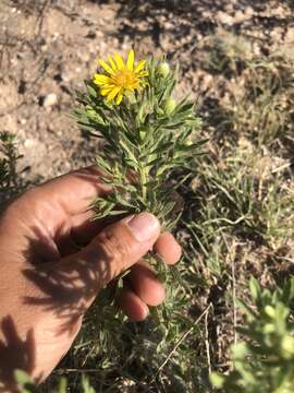 Image of Heterotheca scabrifolia (A. Nels.) G. L. Nesom