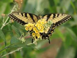 Image of Eastern Tiger Swallowtail