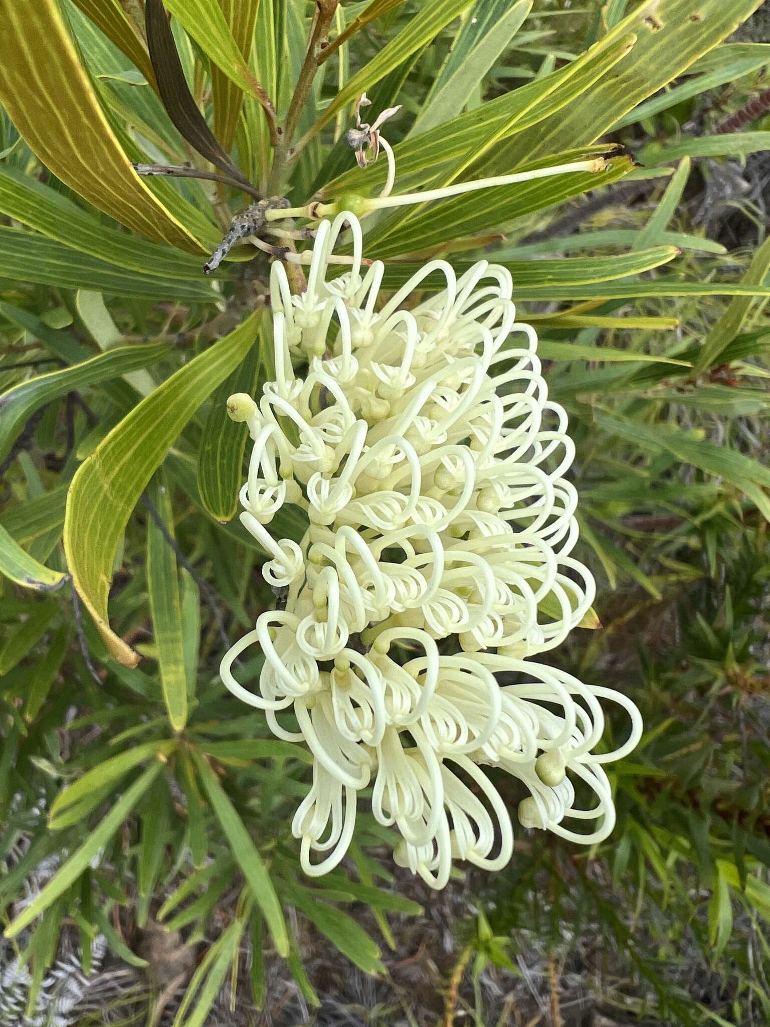 Image de Grevillea exul Lindl.