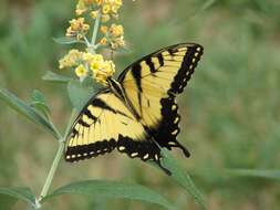 Image of Eastern Tiger Swallowtail