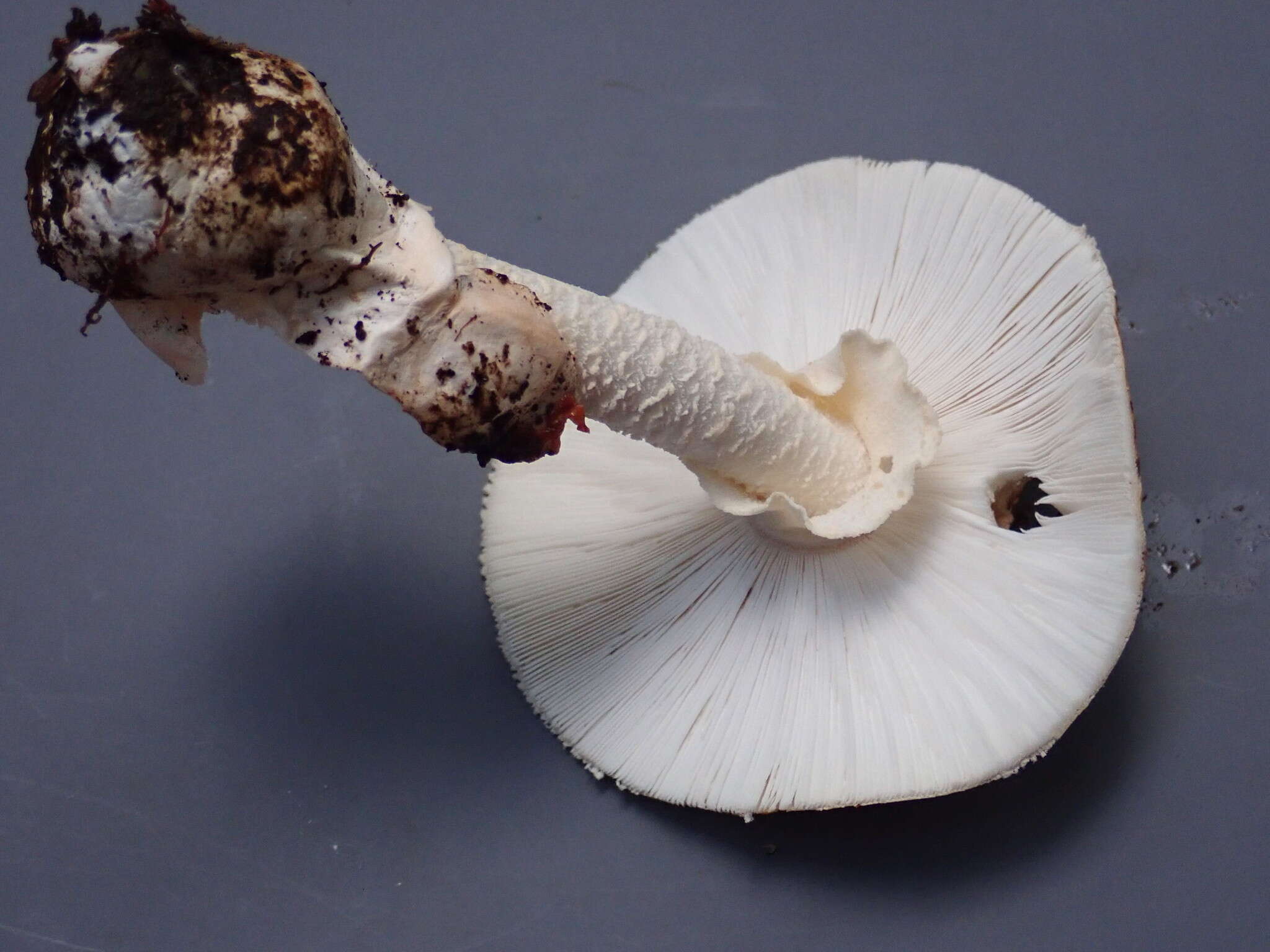 Image of Amanita aurantiobrunnea C. M. Simmons, T. W. Henkel & Bas 2002