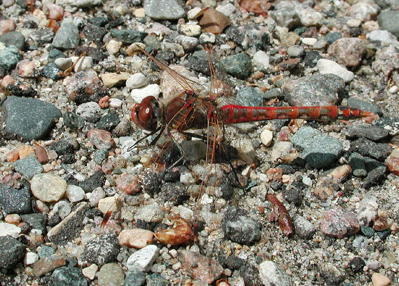 Image of Variegated Meadowhawk