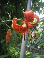 Lilium davidii Duch. ex Elwes resmi