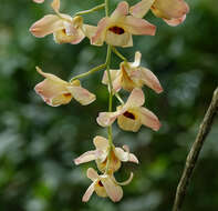 Imagem de Dendrobium moschatum (Banks) Sw.