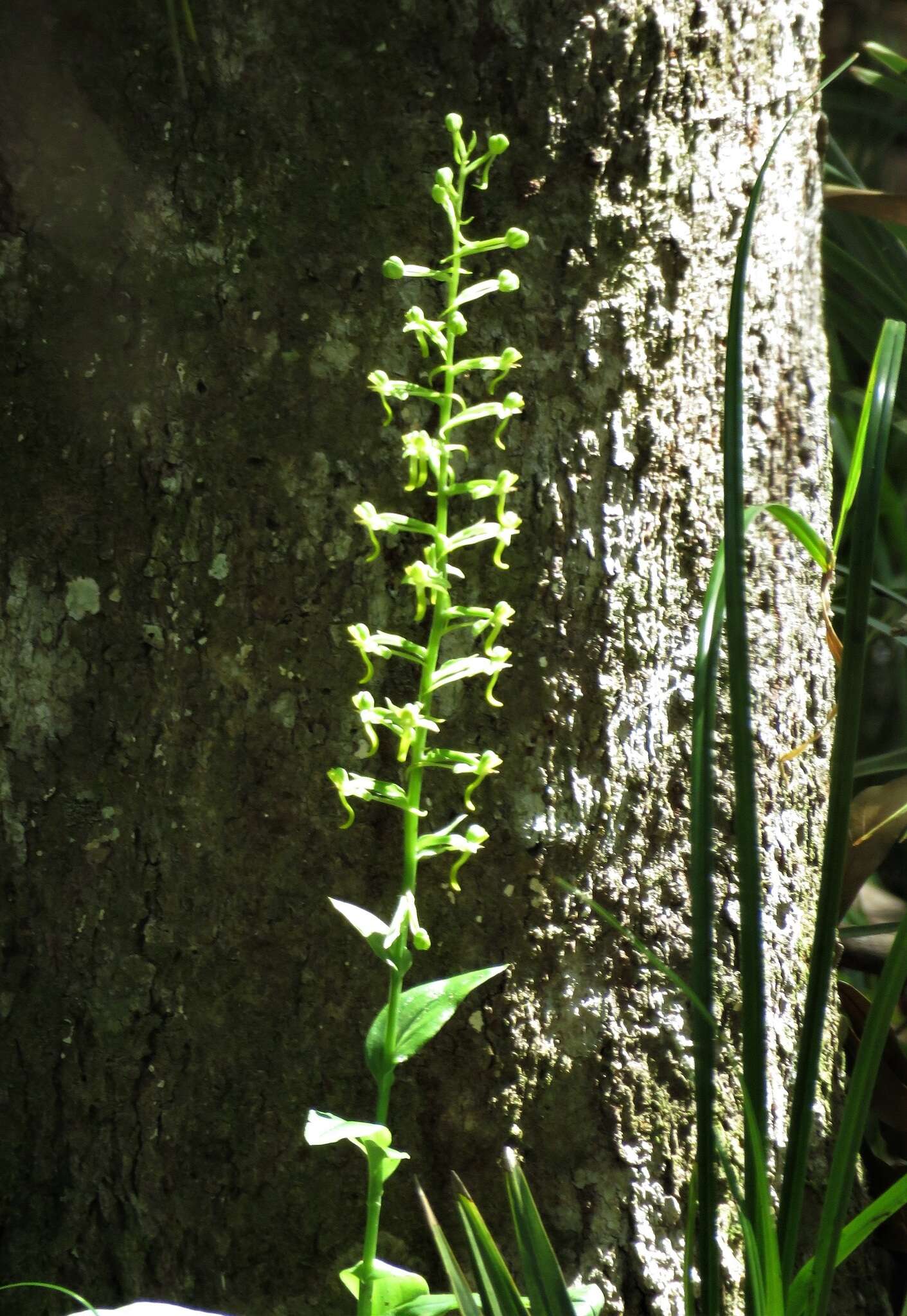 Image of Mignonette orchid